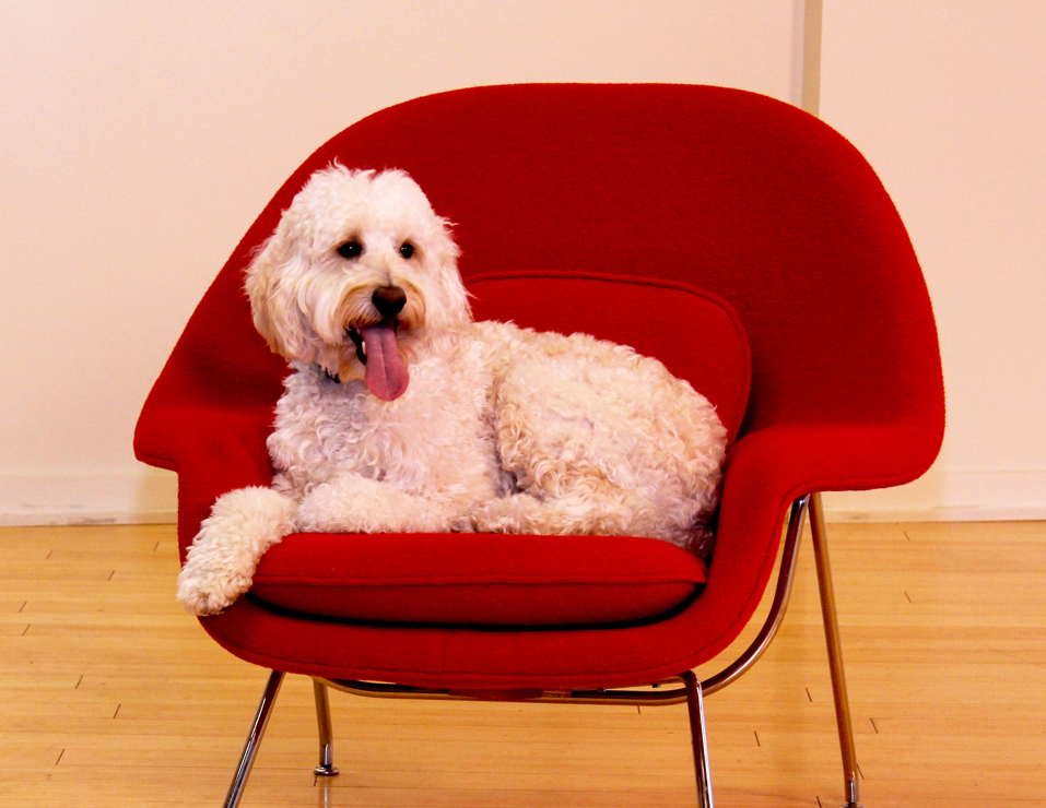 dog on the chair